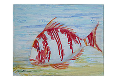 " Poisson Viking (pagre ray) "