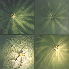 4 �tudes nombrils de l�gumes et plantes