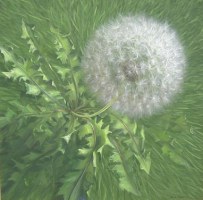 dent de lion, une peinture par Pierre Marcel